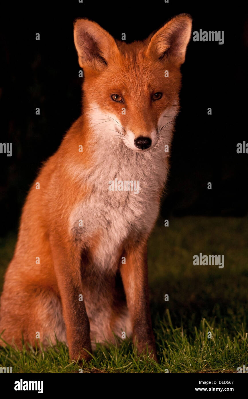 Red fox Stock Photo