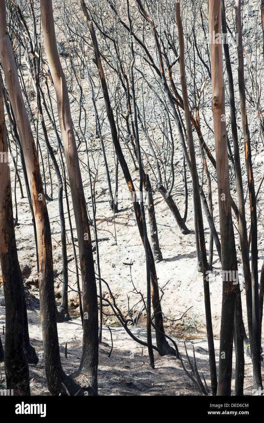 Eucalyptus tree fire hires stock photography and images Alamy