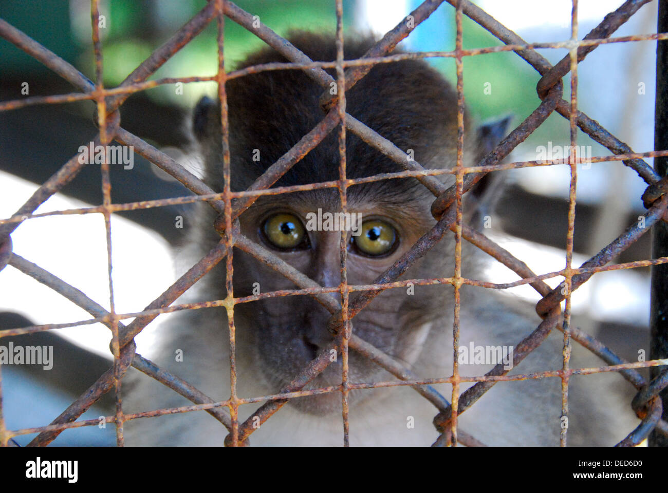 Caged macaque monkey in Thailand Stock Photo