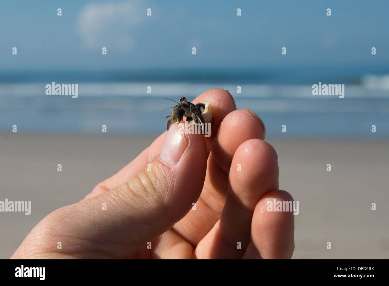 A small hermit crab in a hand in Costa Rica Stock Photo