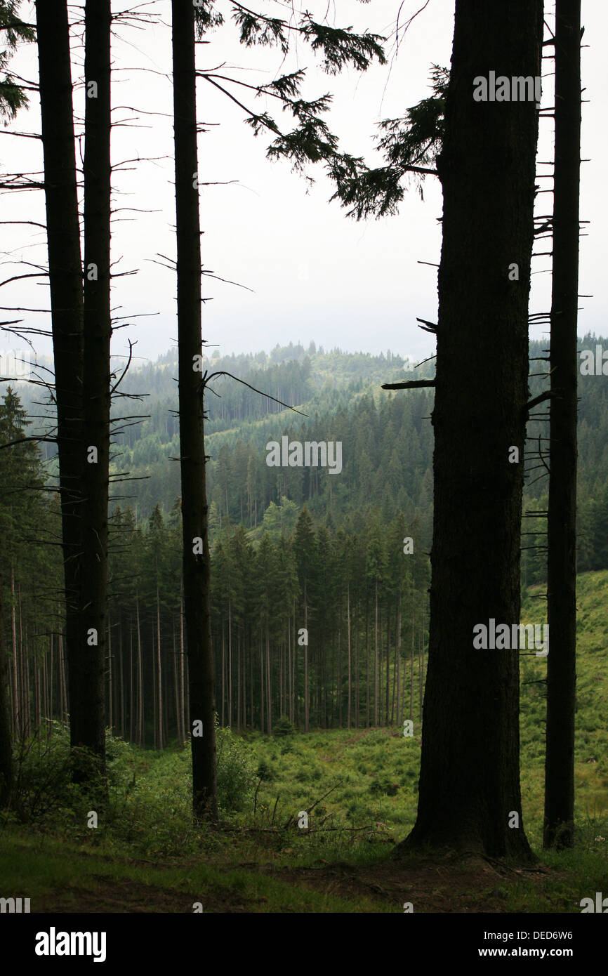Forest in the West of Ukraine Stock Photo Alamy