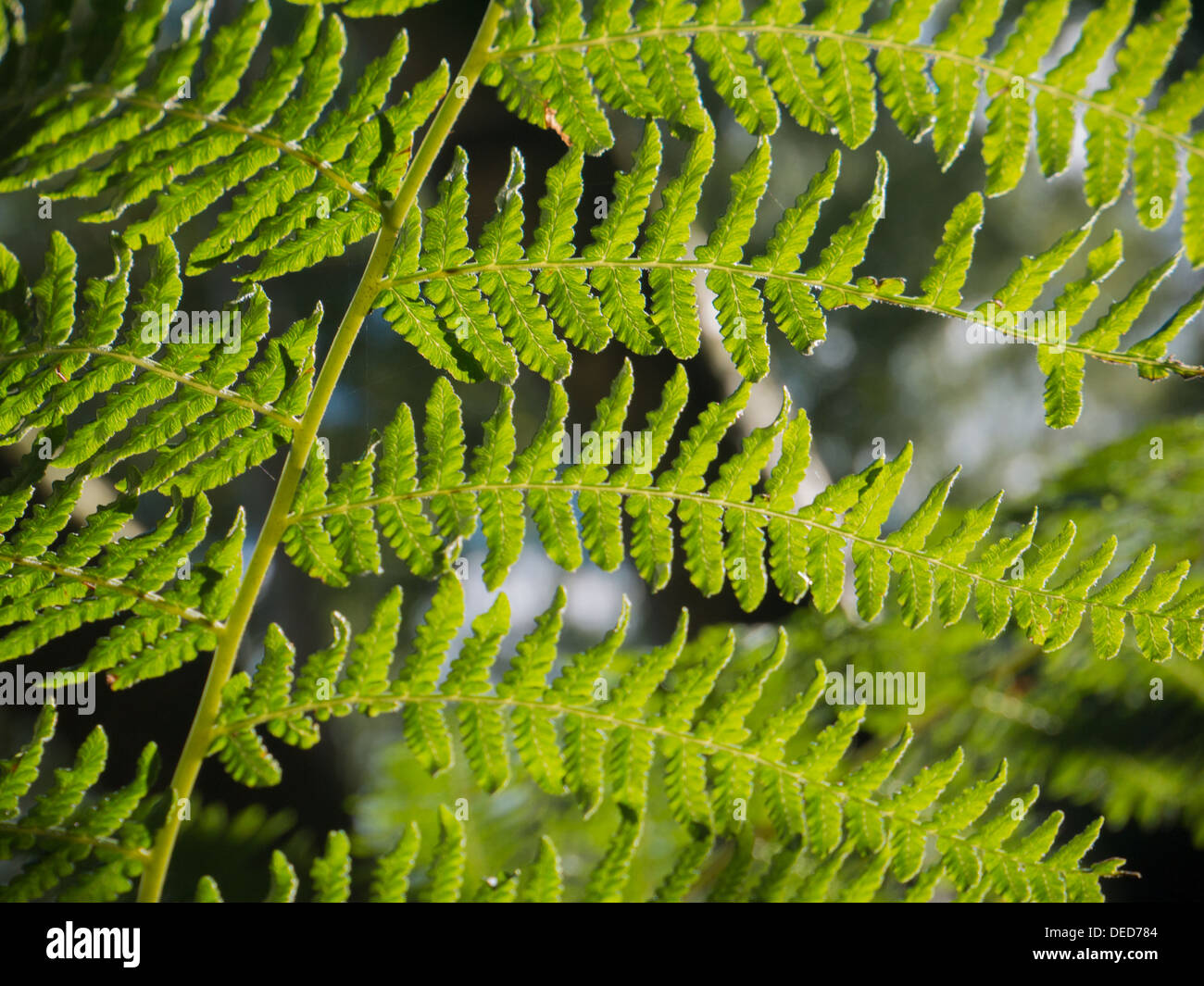 [Pteridium Aquilinum] Fern shining in the sun Stock Photo - Alamy