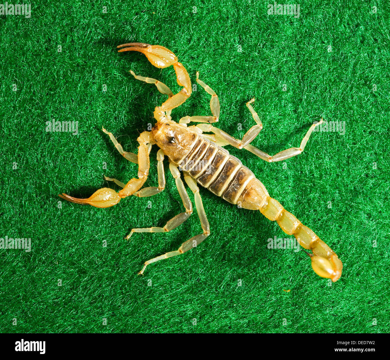 Paruroctonus boreus, northern, scorpion Stock Photo - Alamy