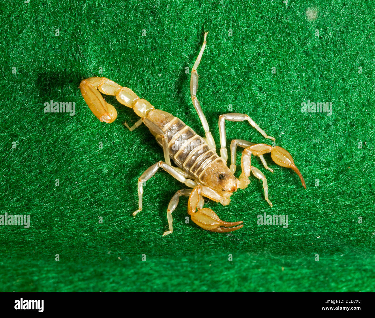 Paruroctonus boreus, northern, scorpion, insect, arachnid, bug, dangerous, sting, stinger, venom, tail, claws Stock Photo