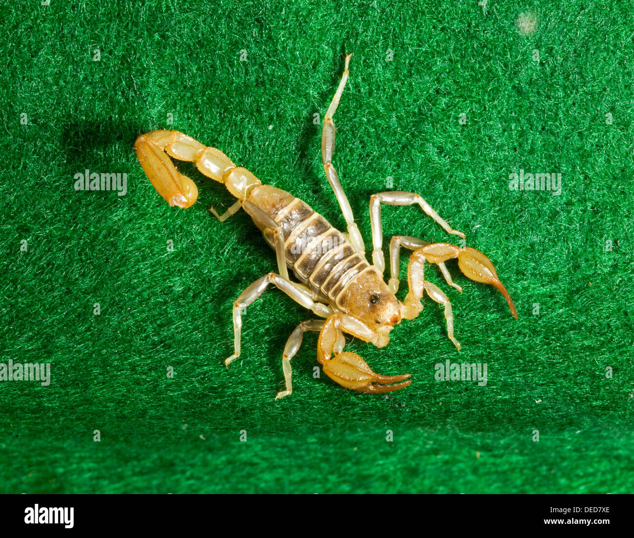 Scorpion Wildlife Insect Venom – Apps no Google Play