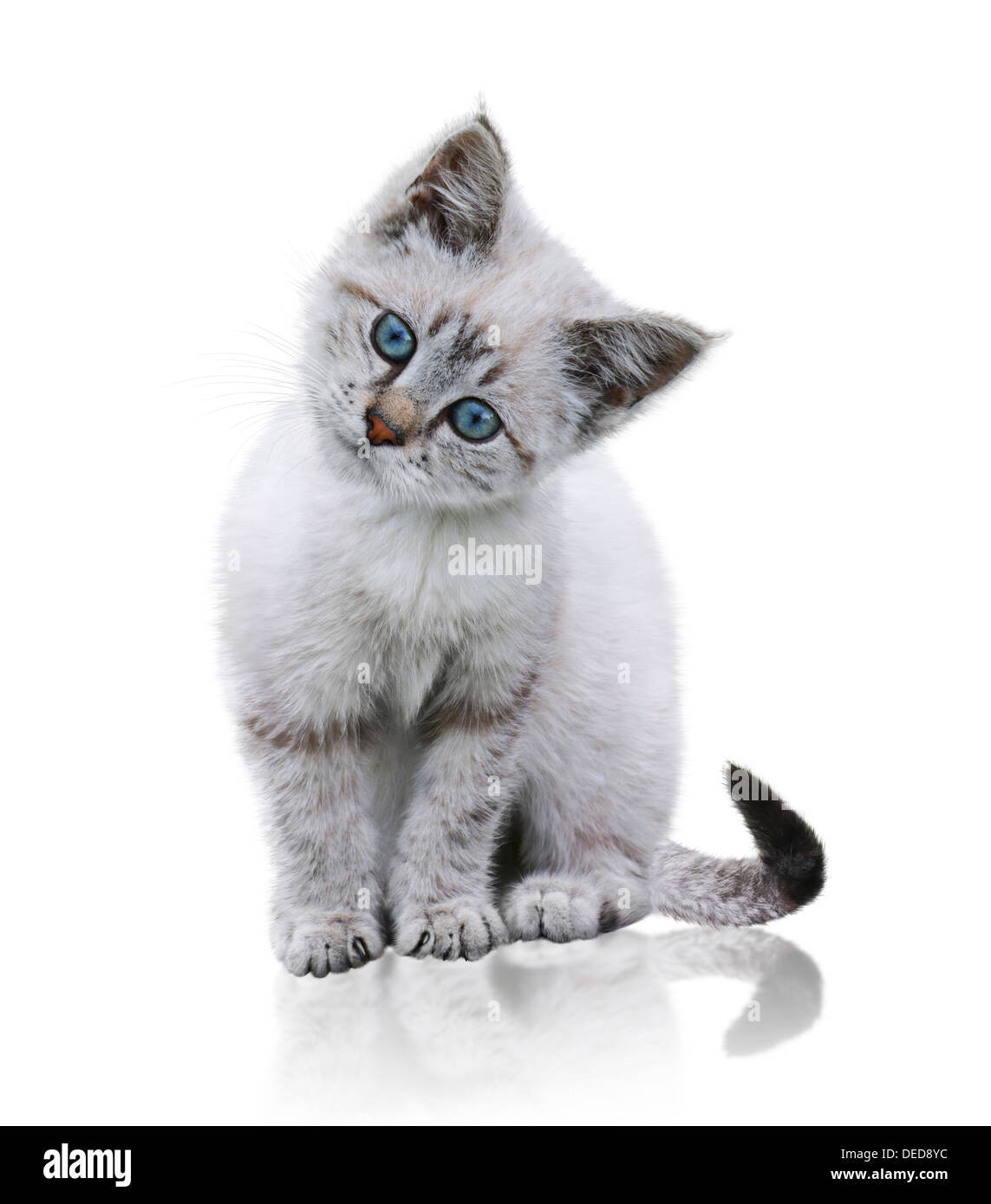White And Brown Kitten On White Background Stock Photo - Alamy