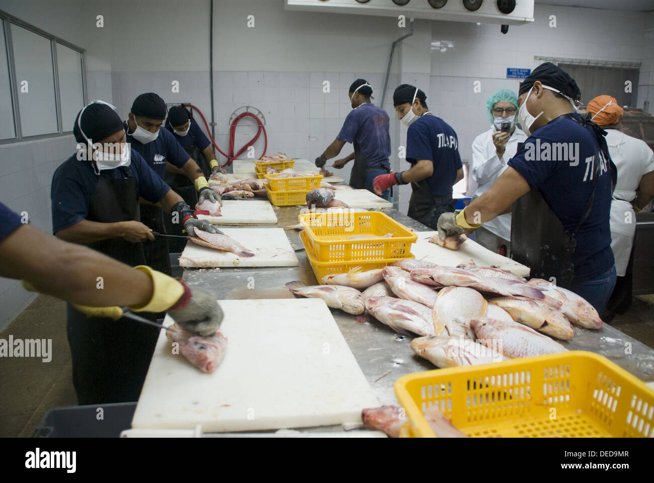 Ecuador. Guayaquil city. Factory shrimp and fish processing. Tilapia