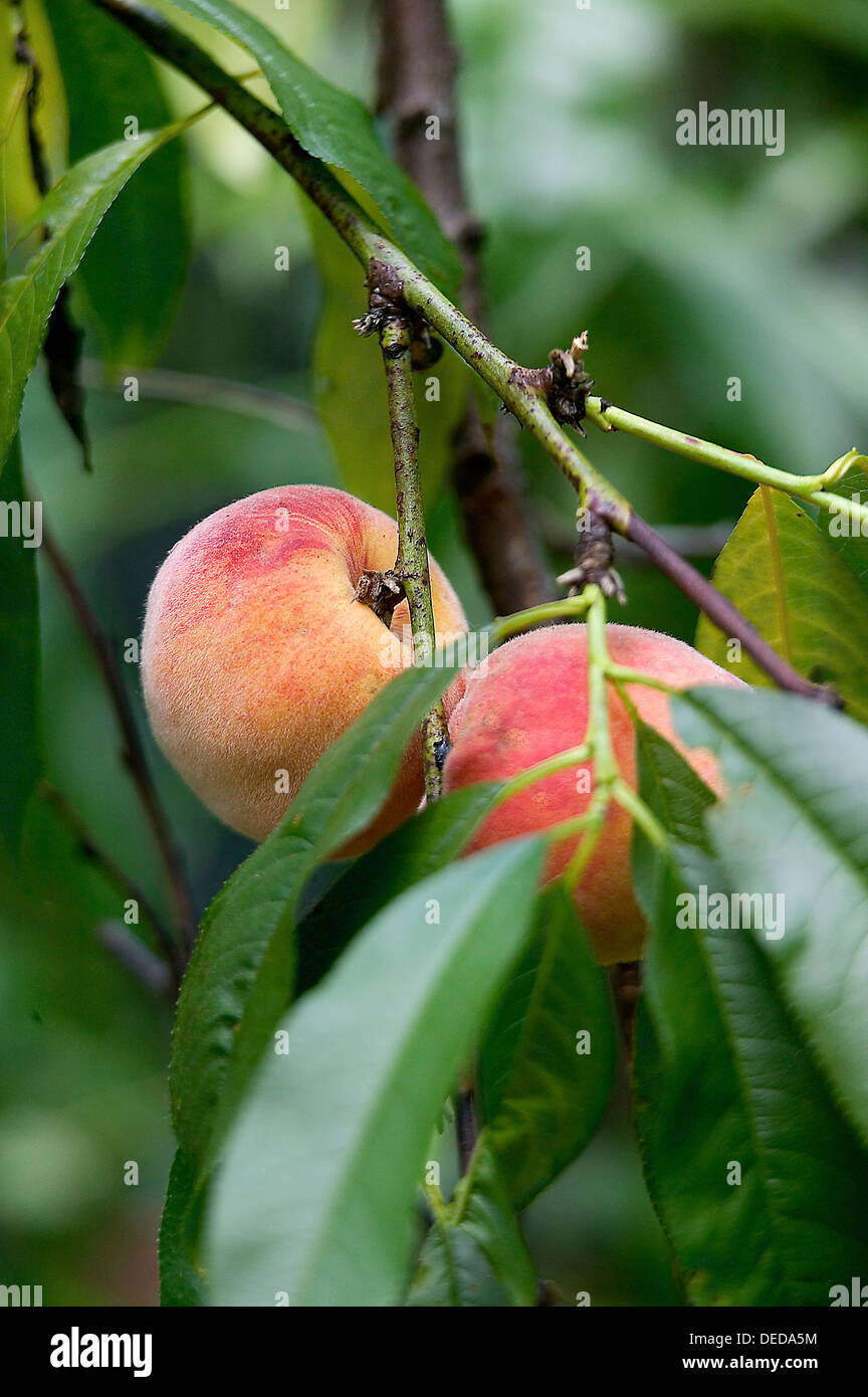 Two ripe peaches hanging still on the tree Stock Photo Alamy