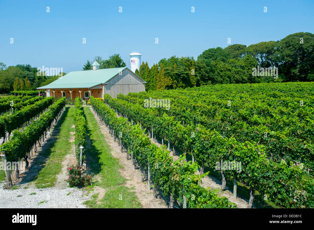 Jersey vineyards clearance