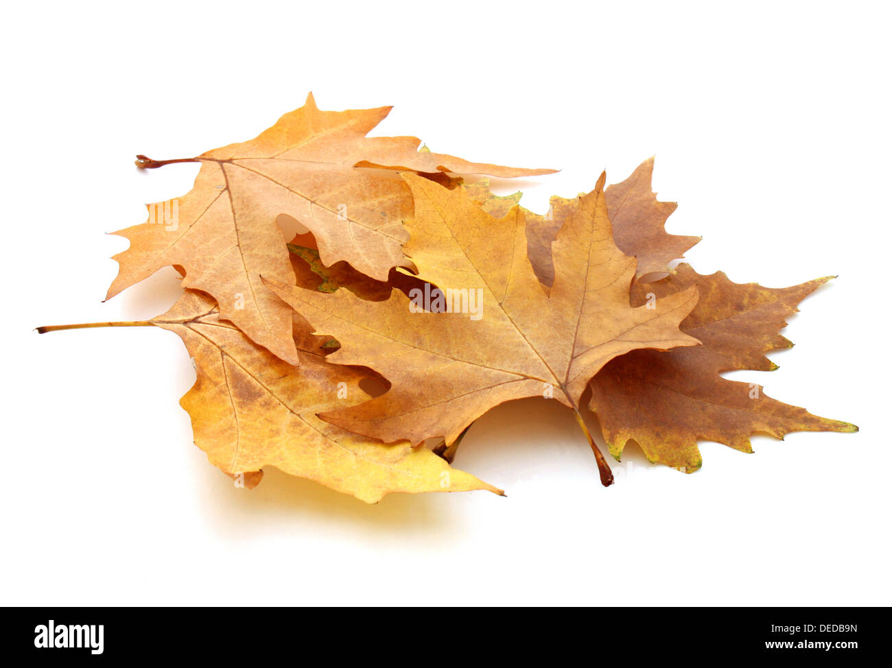 heap of dry maple leaves Stock Photo