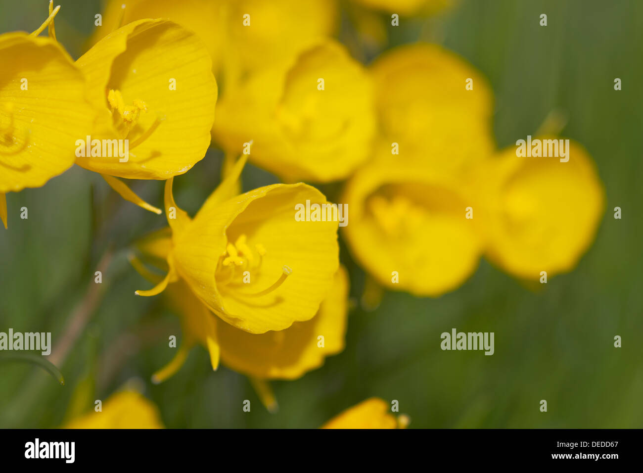 Golden Bells Daffodil Stock Photo Alamy