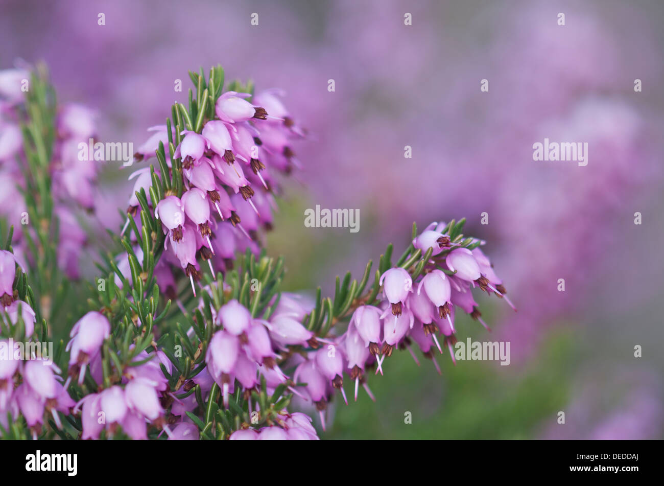 Bell Heather Erica Cinerea Stock Photo