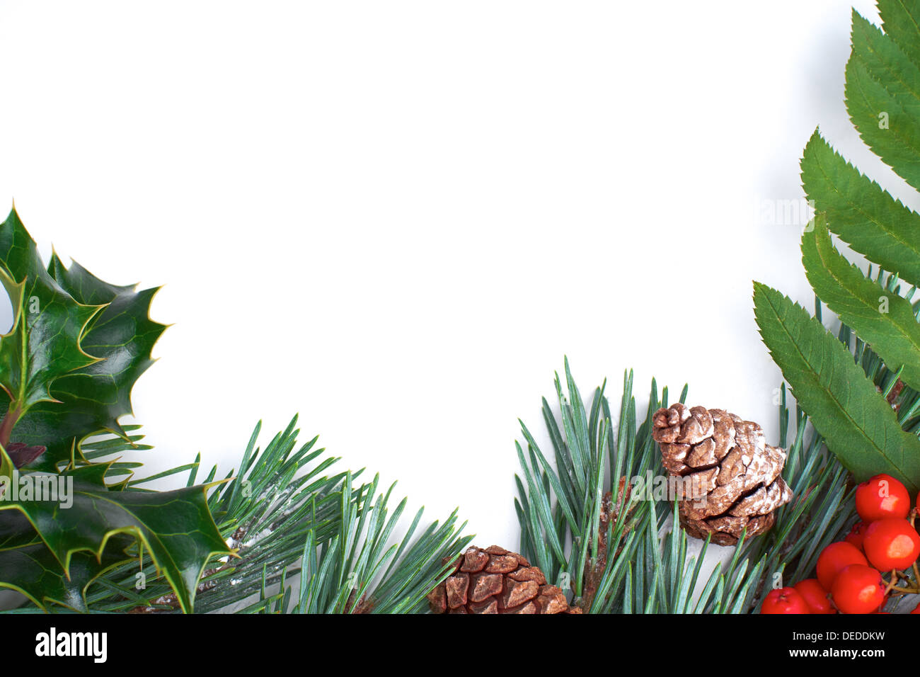 A Christmas pine tree branch, cone and holly on a white background ...