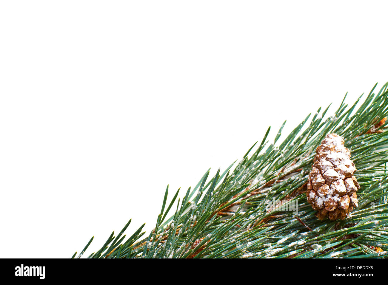 A Christmas pine tree branch and cone on a white background Stock Photo ...