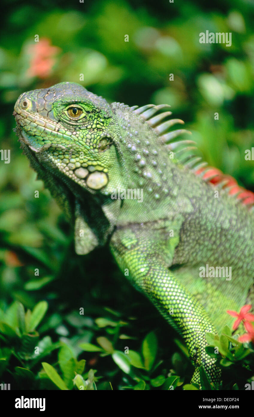 Green Iguana (Iguana iguana). Ecuador Stock Photo Alamy
