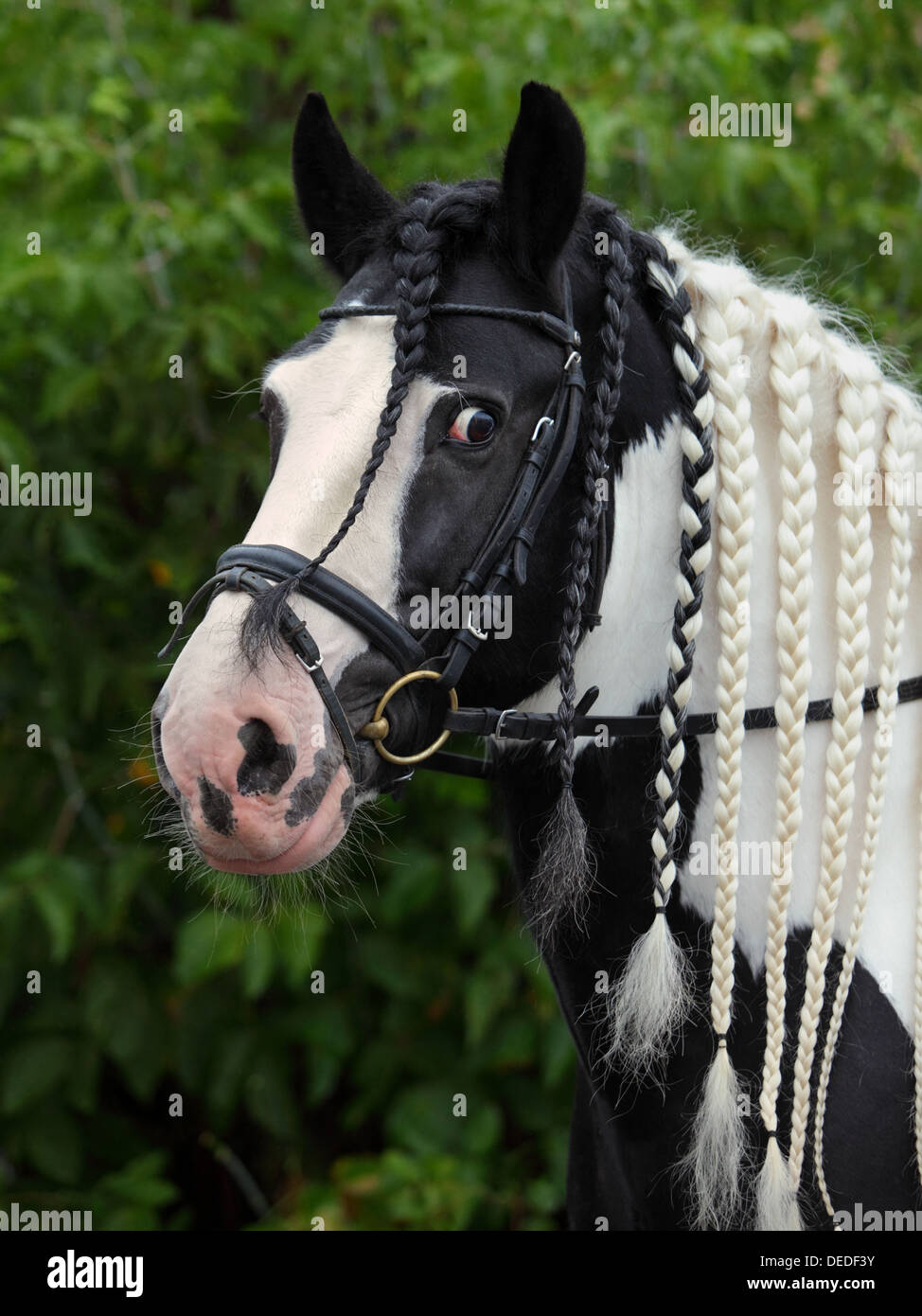 Tinker pony with a braided mane in pigtails. Gypsy vanner horse stallion Stock Photo