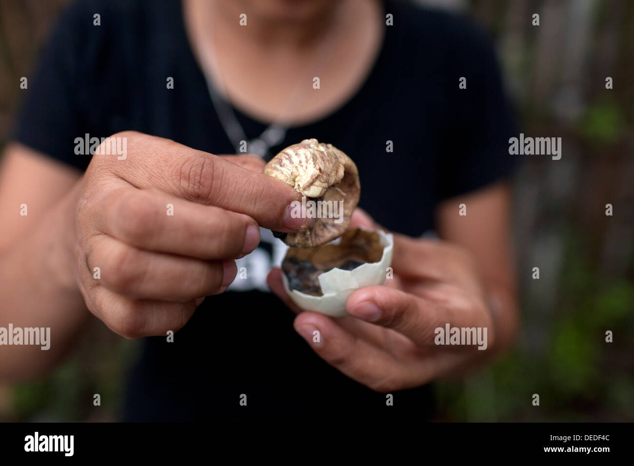 A Filipina opens a balut, or fertilized duck egg, before eating the unique Pinoy snack in Oriental Mindoro, Philippines. Stock Photo