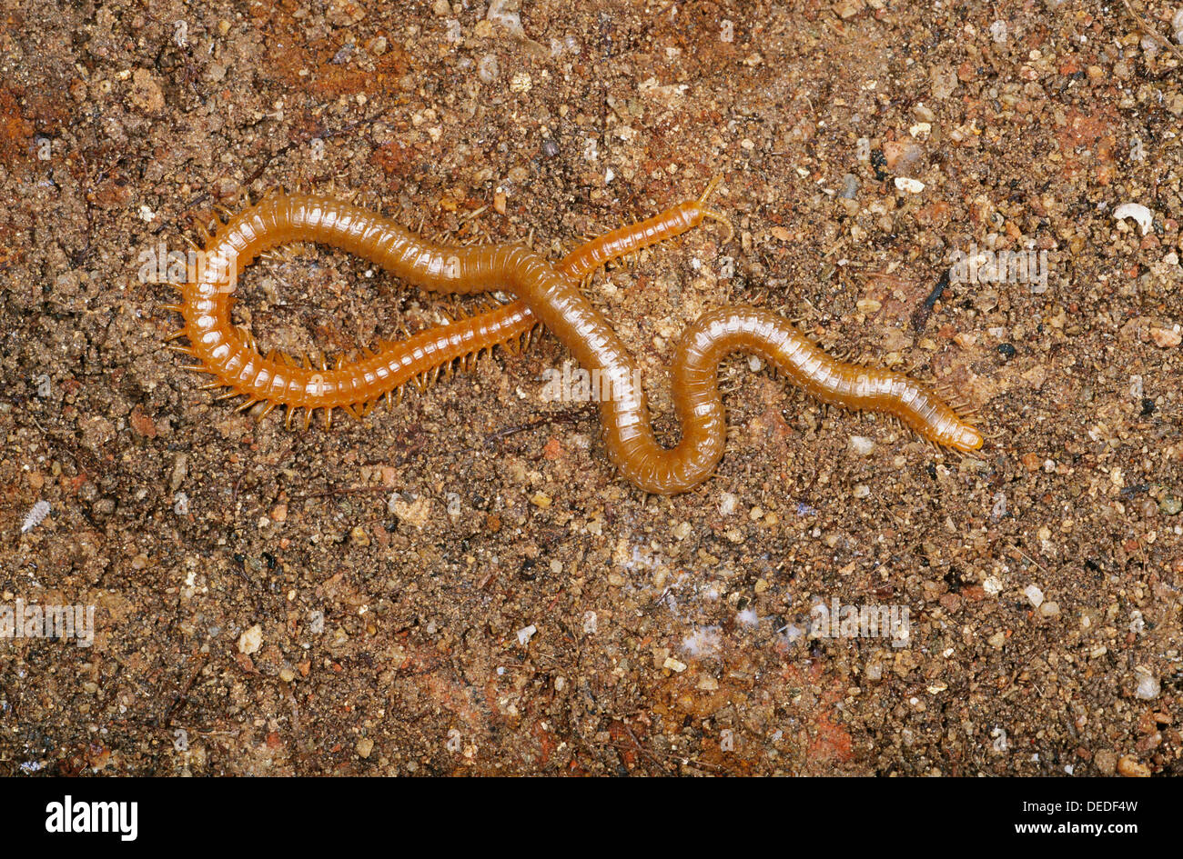 Soil centipede hi-res stock photography and images - Alamy