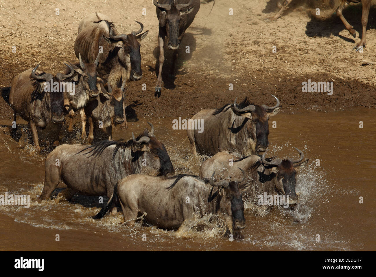 Wildebeest (Gnu) crossing the Mara river in Masai Mara, Kenya Stock Photo