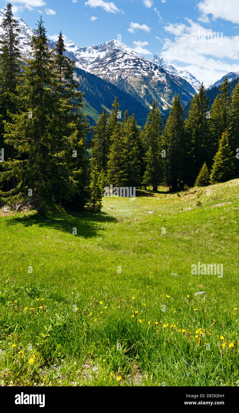 Alpine view with yellow dandelion flowers on summer mountain slope (Austria) Stock Photo