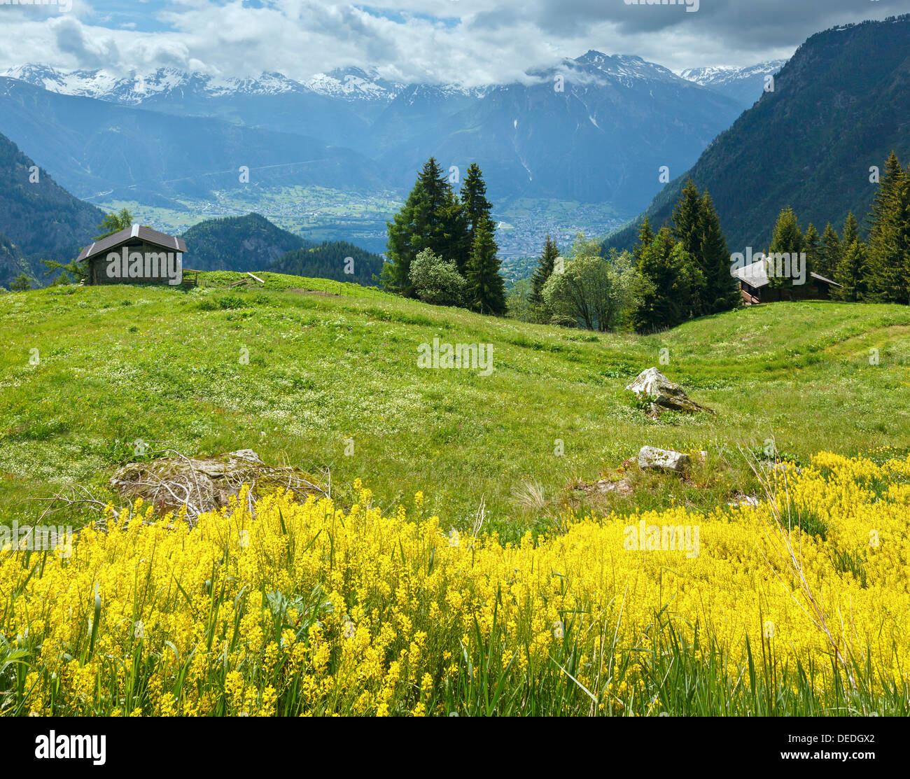 Yellow wild flowers on summer mountain slope (Alps, Switzerland) Stock Photo