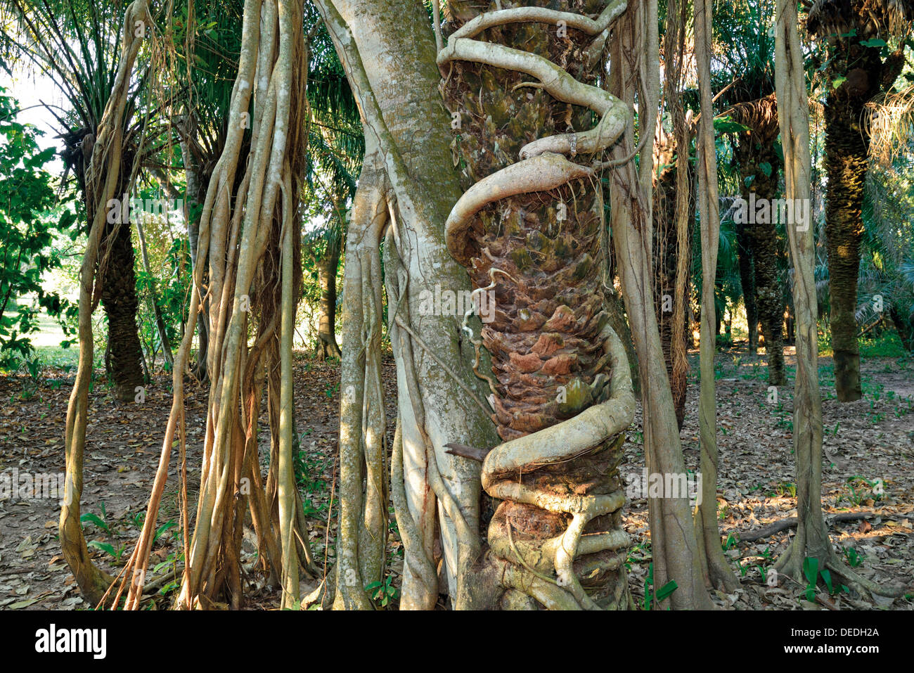 Brazil, Pantanal: Parasite fig tree (Ficus clusiifolia) killing an Acuri palm tree Stock Photo