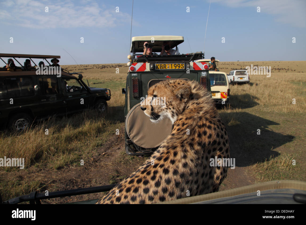 Wildlife tourism in Masai Mara / Cheetah on tourist vehicle in Masai Mara, Africa Stock Photo