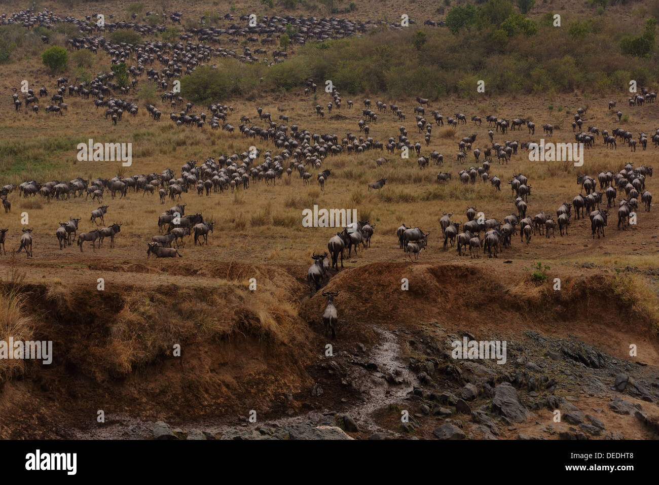 Wildebeest or Gnu crossing the Mara river in Masai Mara Stock Photo