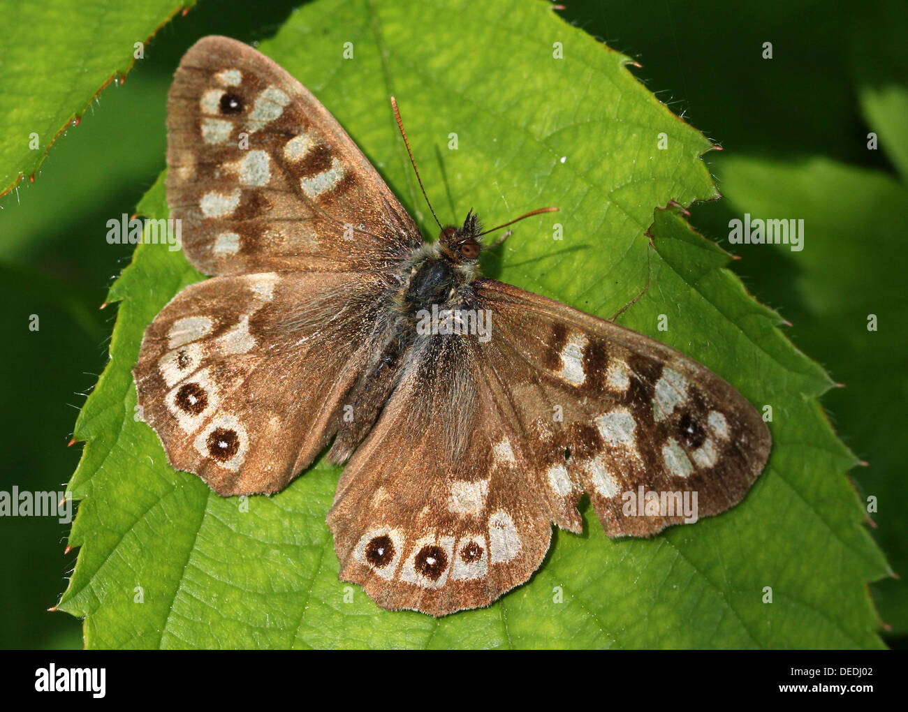 Detailed macro image of a well camouflaged Speckled Wood butterfly  (Pararge aegeria) posing on  a leaf Stock Photo