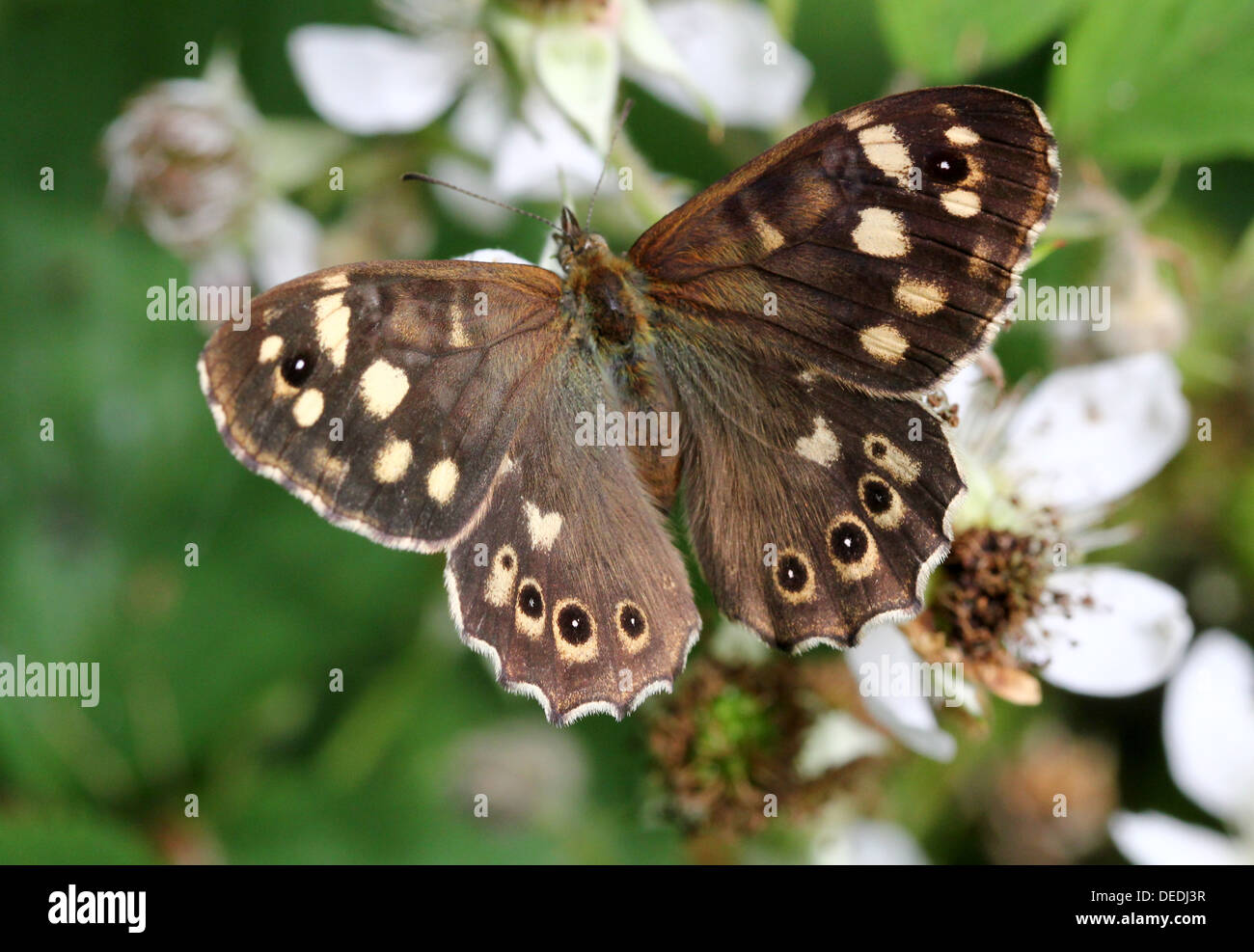 Speckled Wood butterfly  (Pararge aegeria) foraging on a blackberry flower Stock Photo