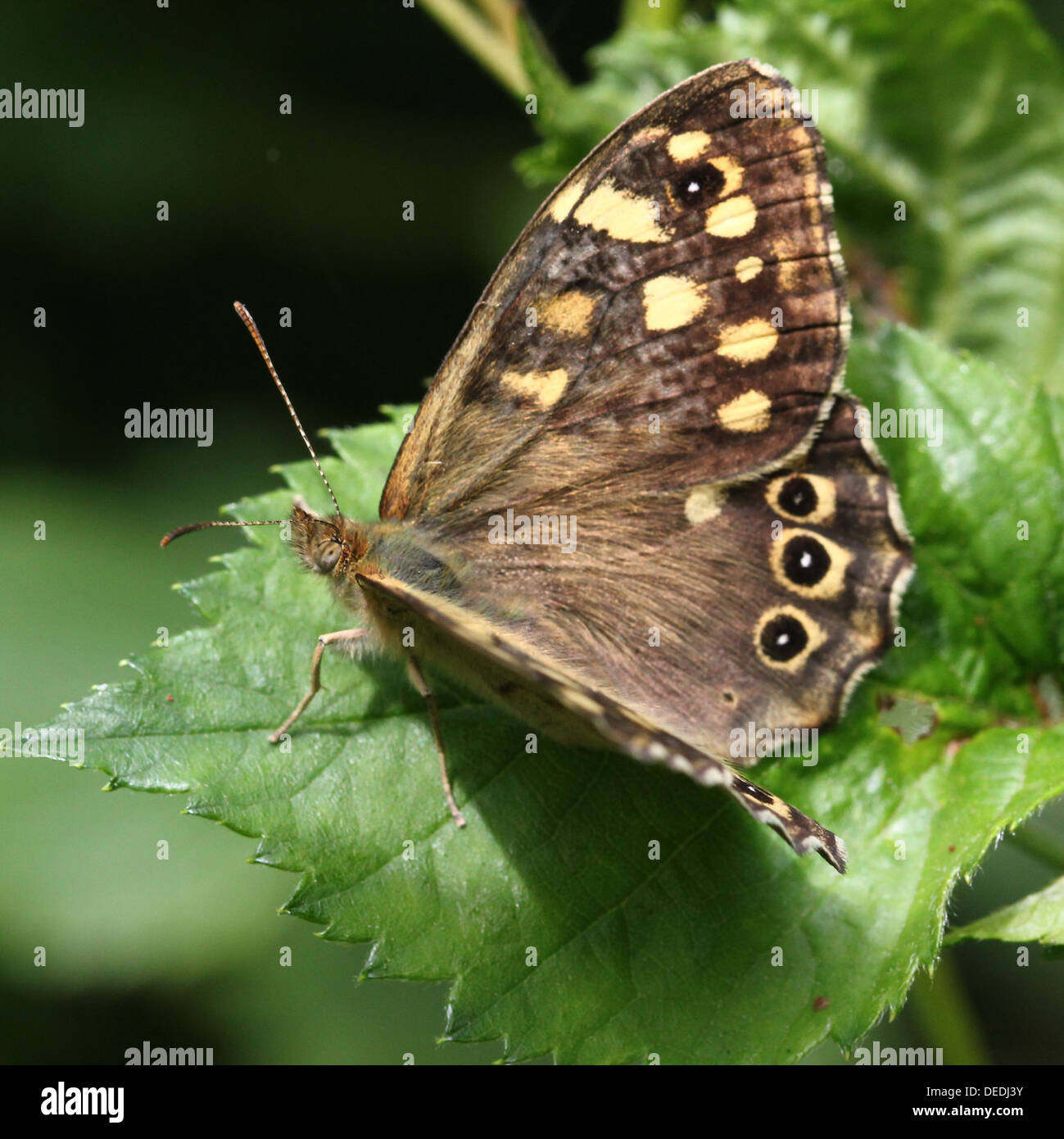 Camouflaged  brown Speckled Wood butterfly  (Pararge aegeria) posing on a leaf Stock Photo