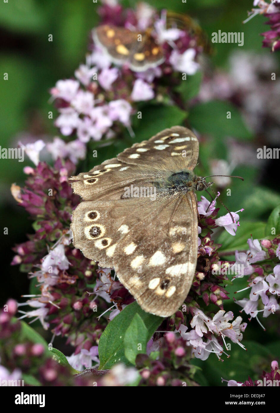 Speckled Wood butterfly  (Pararge aegeria) foraging on a flower Stock Photo