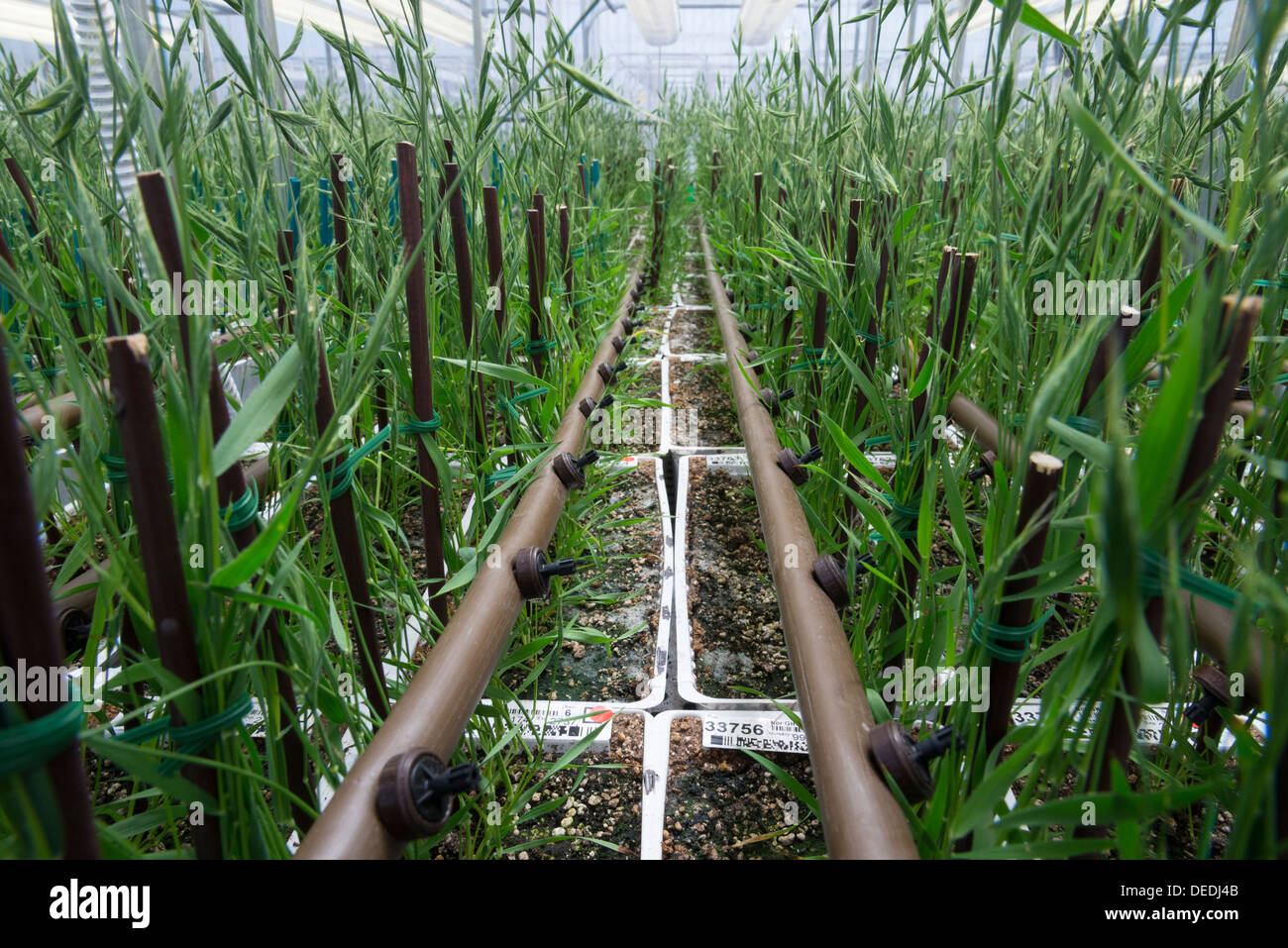 Brachypodium gene modified crops grown under full control in greenhouse . Evogene. Rehovot. Israel. Stock Photo