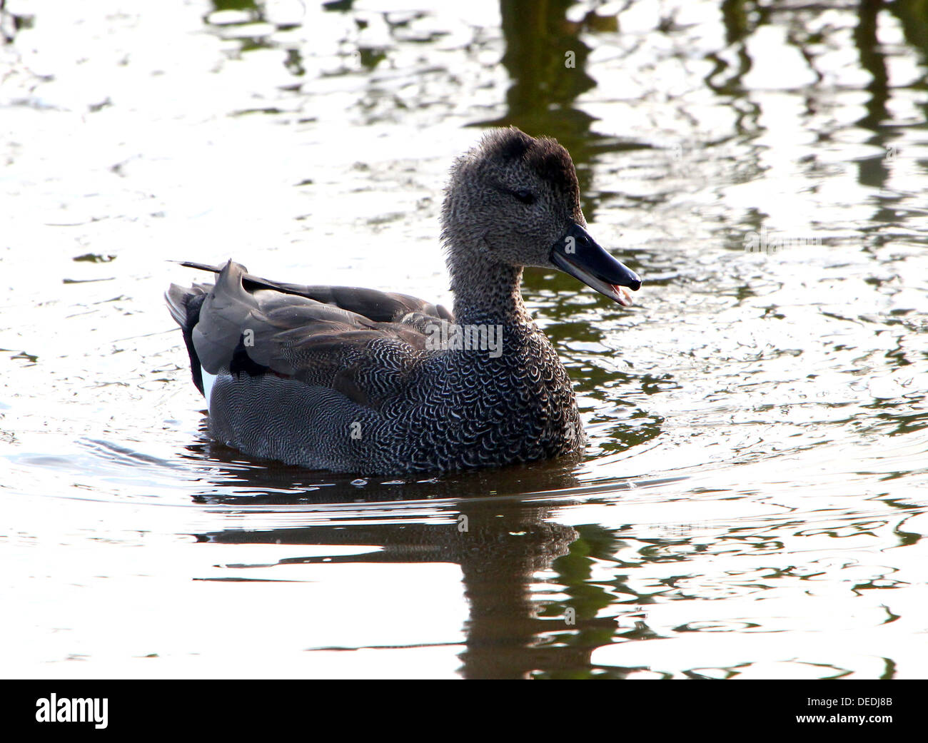 Detailed close-up of a male Gadwall (Anas strepera) swiming in a lake Stock Photo