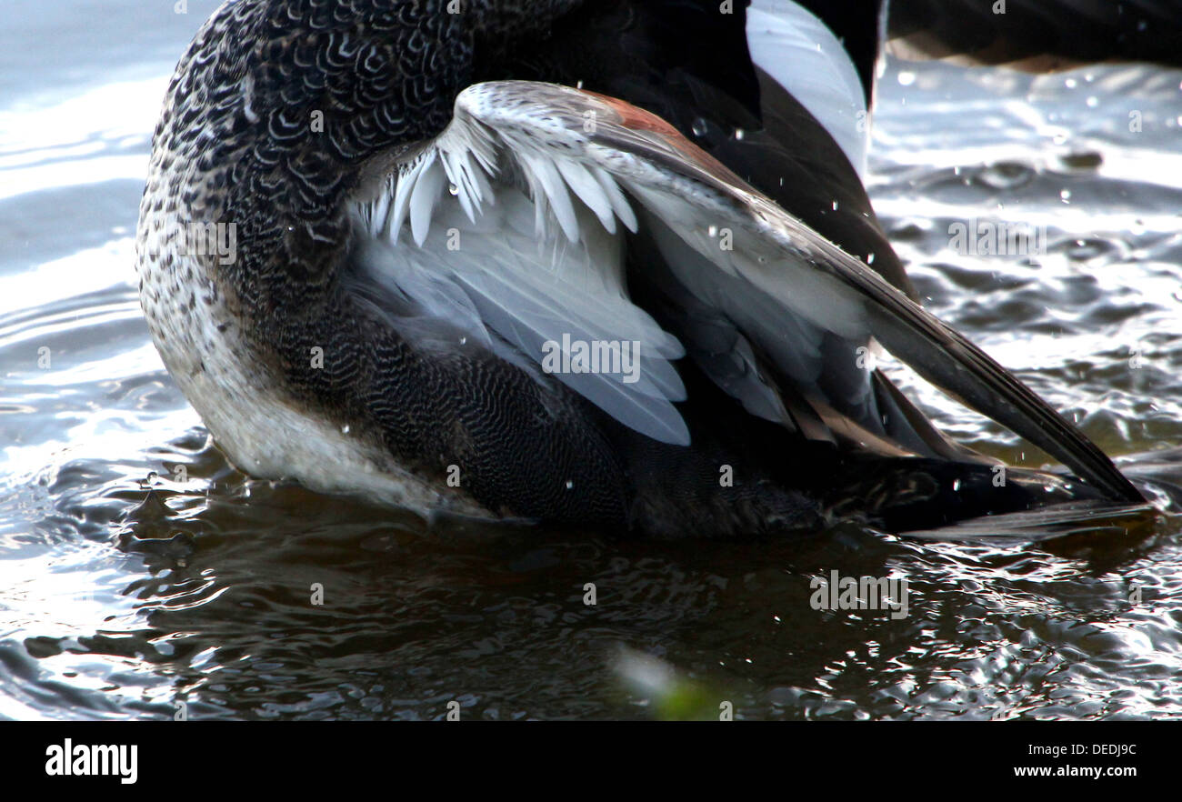 Detailed close-up of the wing  of a male Gadwall (Anas strepera) Stock Photo