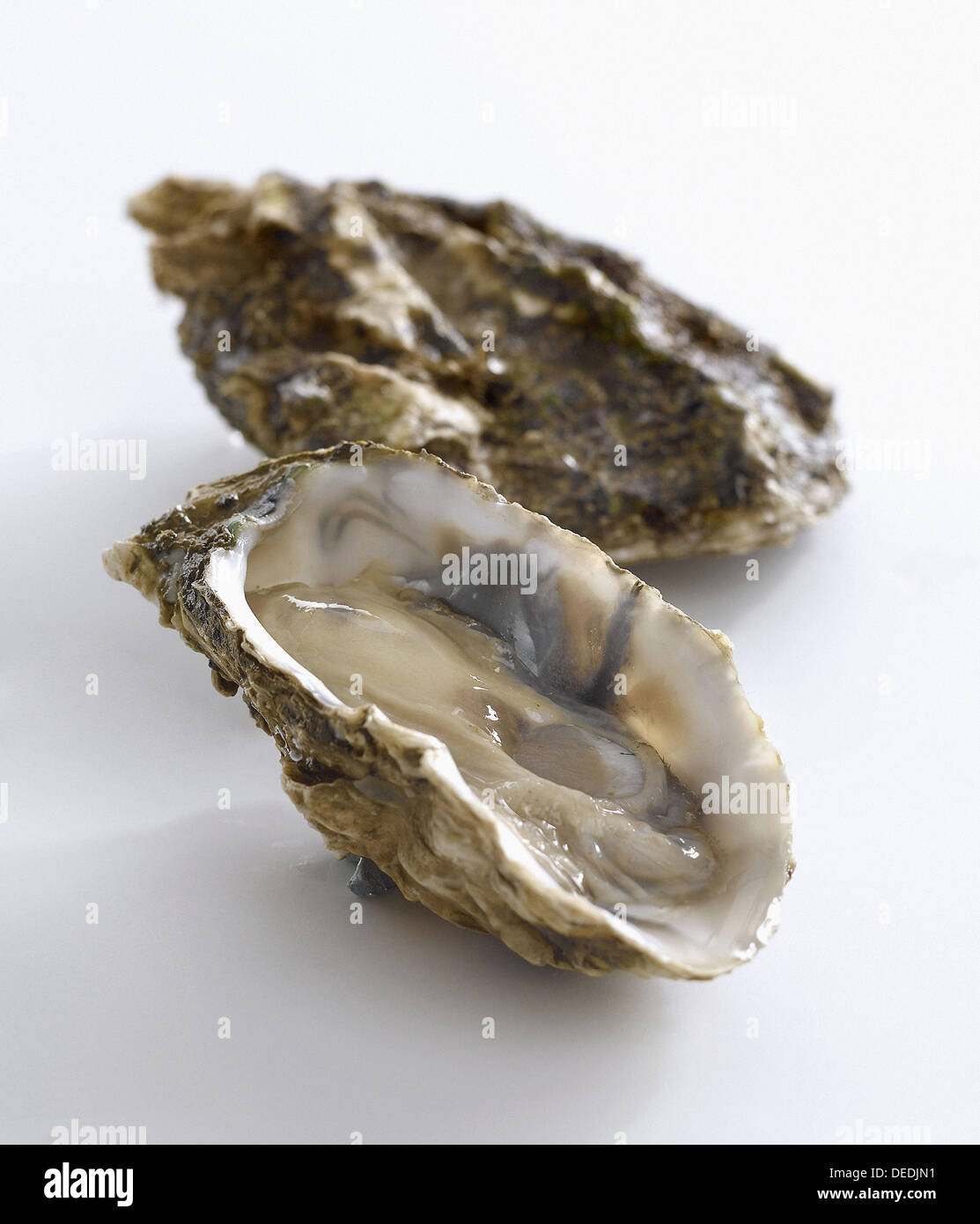 Giant oyster hires stock photography and images Alamy