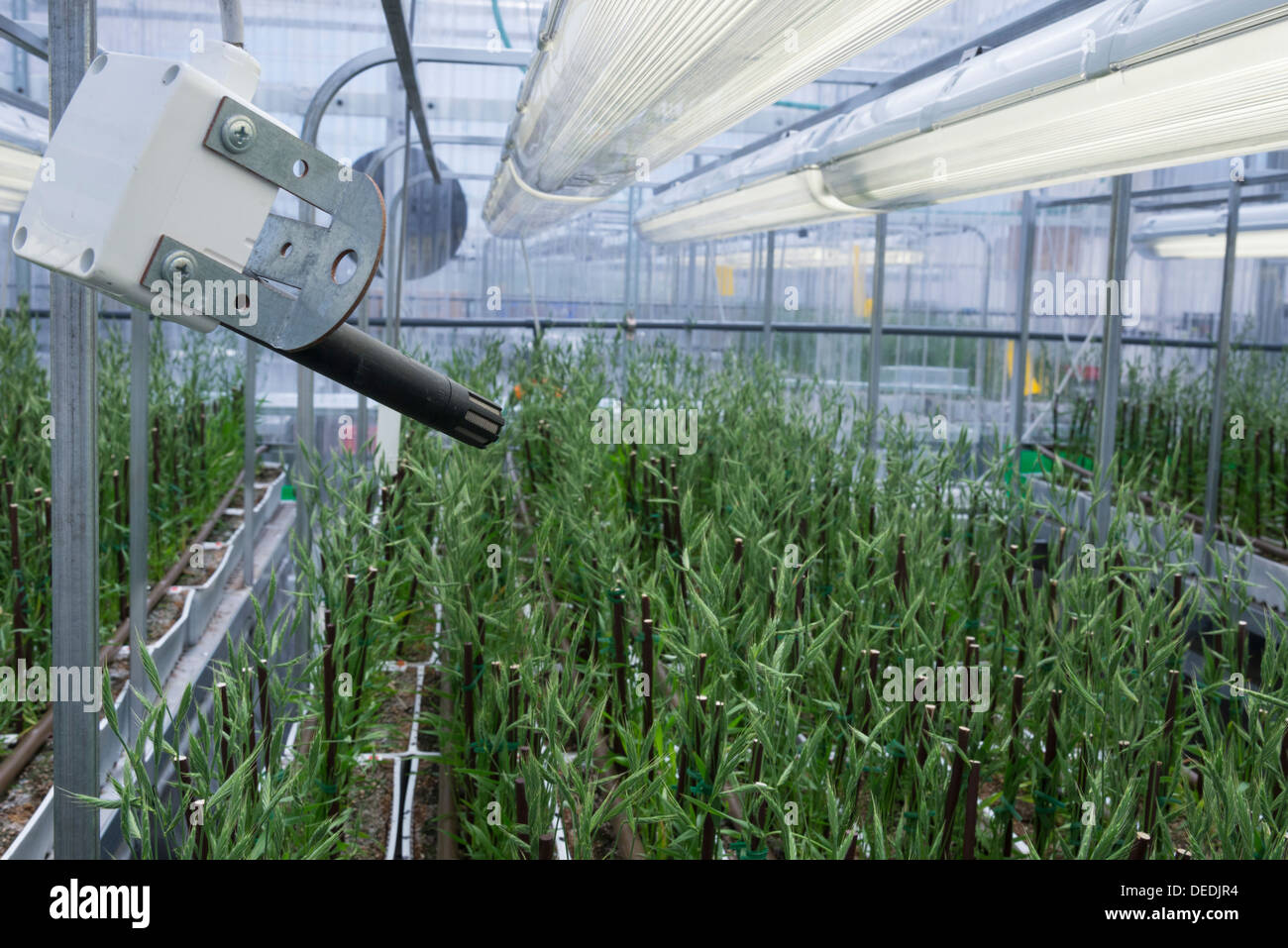 Brachypodium gene modified crops grown under full control in greenhouse . Evogene. Rehovot. Israel. Stock Photo