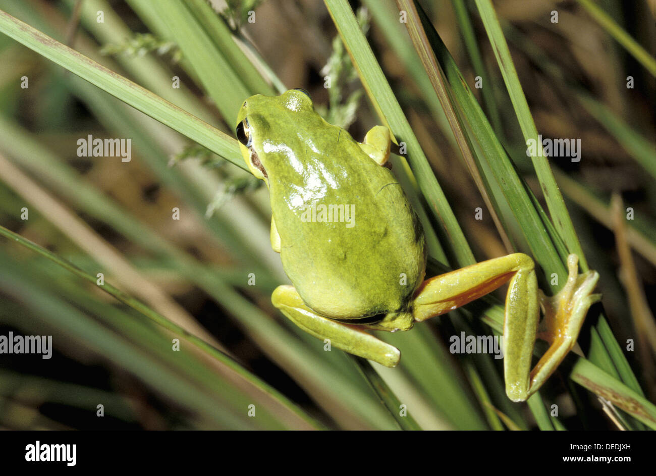 Stripeless Tree Frog (Hyla meridionalis Stock Photo Alamy