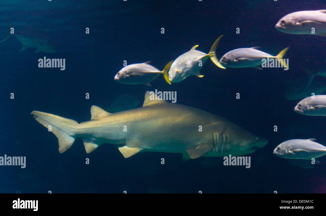 Shark, L´Oceanografic, Valencia, Spain Stock Photo Alamy