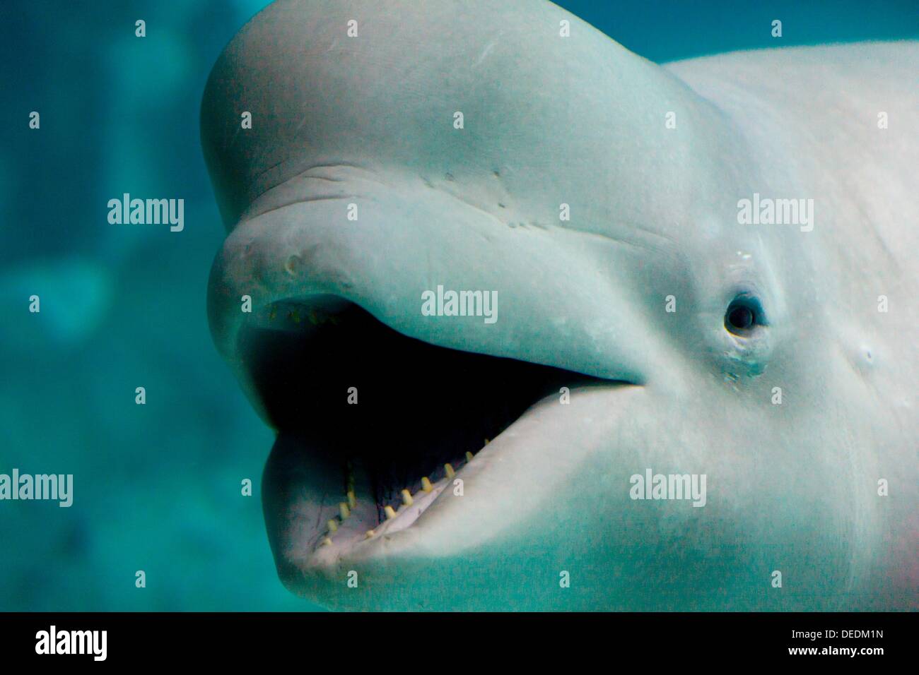 White Whale (Delphinapterus leucas), L´Oceanografic, Valencia ...