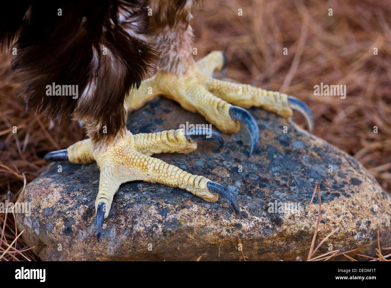 Iberian Imperial Eagle (Aquila adalberti Stock Photo - Alamy