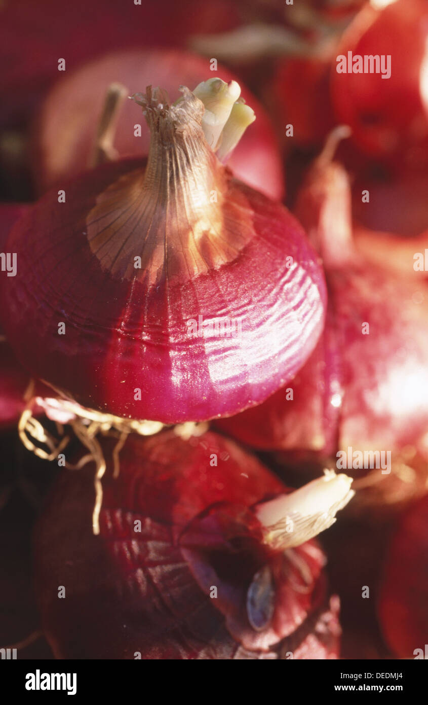 Spanish red onions Stock Photo Alamy