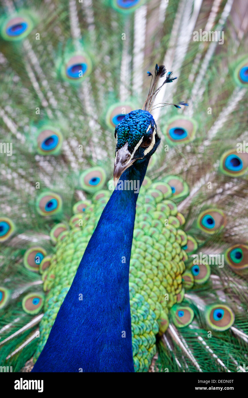 A portrait view of a Peacock displaying its feathers Stock Photo