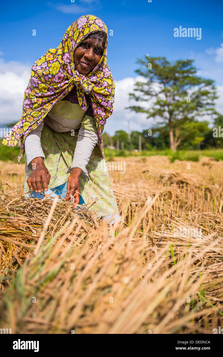 Portrait of an old Sri Lankan woman working in a wheat field just outside Dambulla, Central Province, Sri Lanka, Asia Stock Photo