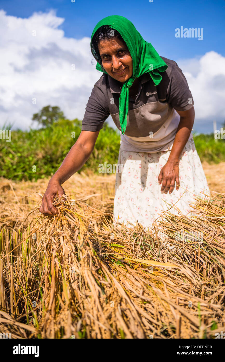 Portrait of a Sri Lankan woman working in a wheat field just outside Dambulla, Central Province, Sri Lanka, Asia Stock Photo
