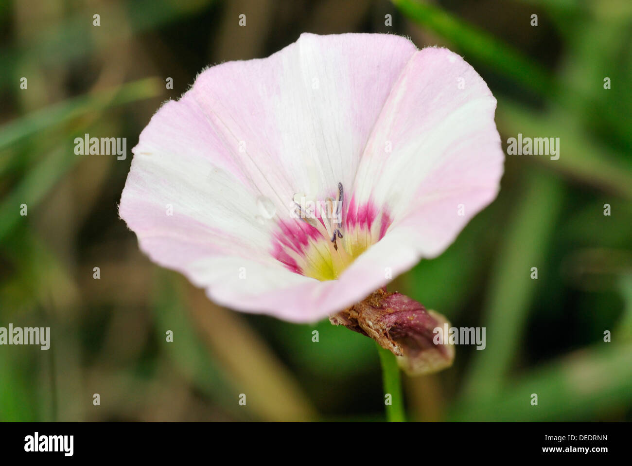 Field Bindweed Convolvulus arvensis Common Weed with Red Center Stock