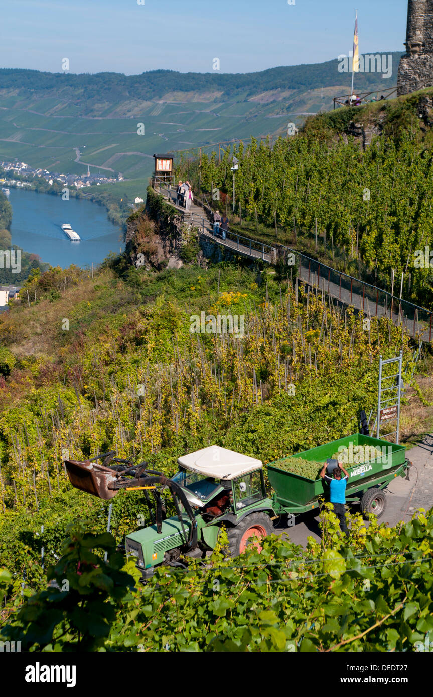 Grape harvesting overlooking Mosel valley at Bernkastel-Kues, Rhineland-Palatinate, Germany, Europe Stock Photo