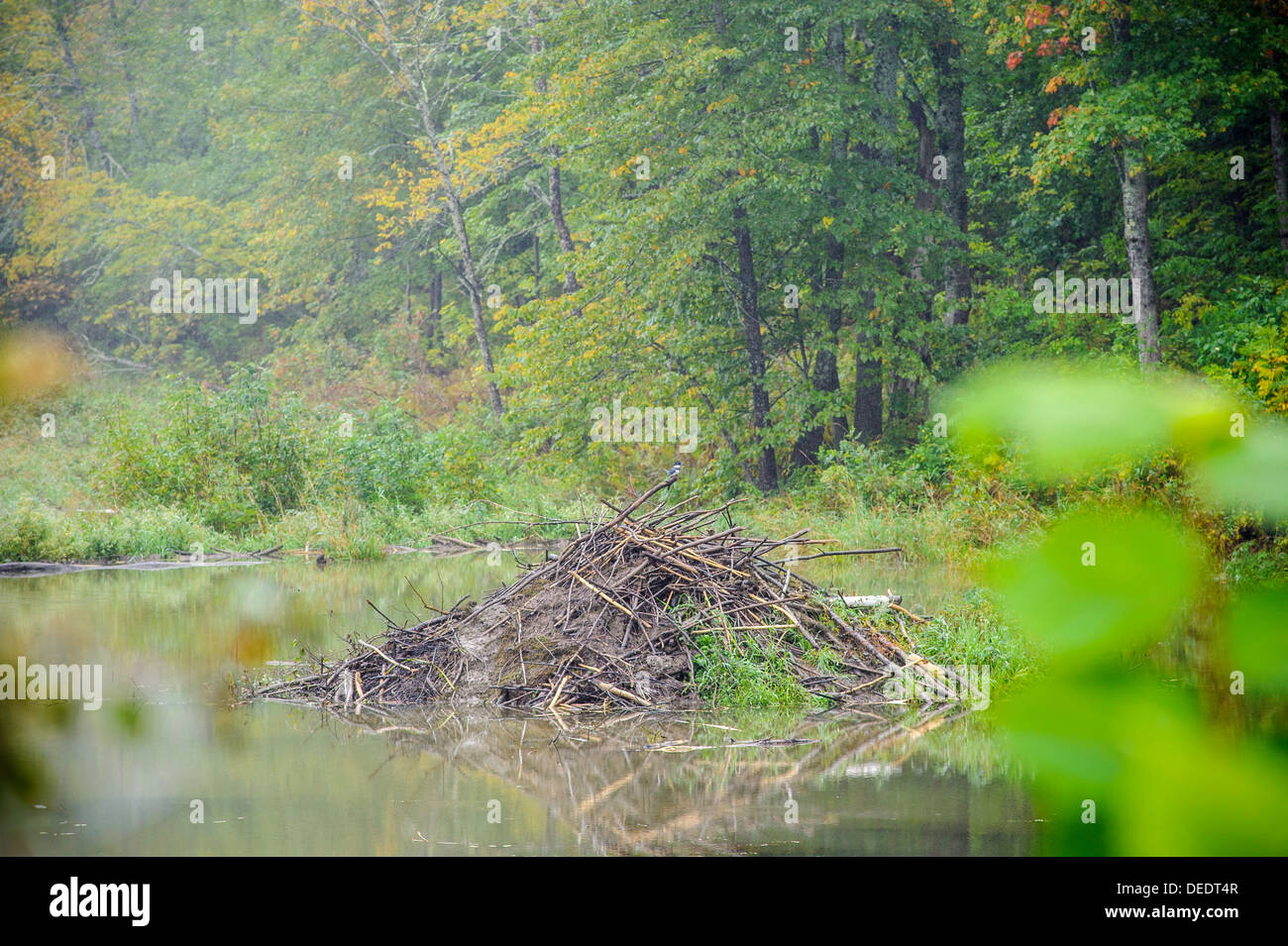 beaver lodge near St. John River New Brunswick Stock Photo