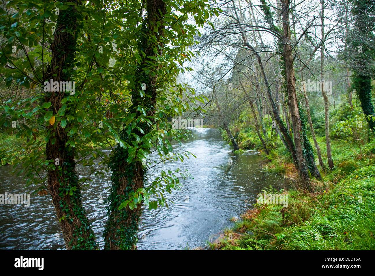 Foto de Paseo del rio Eo en San Tirso de Abres, Asturias