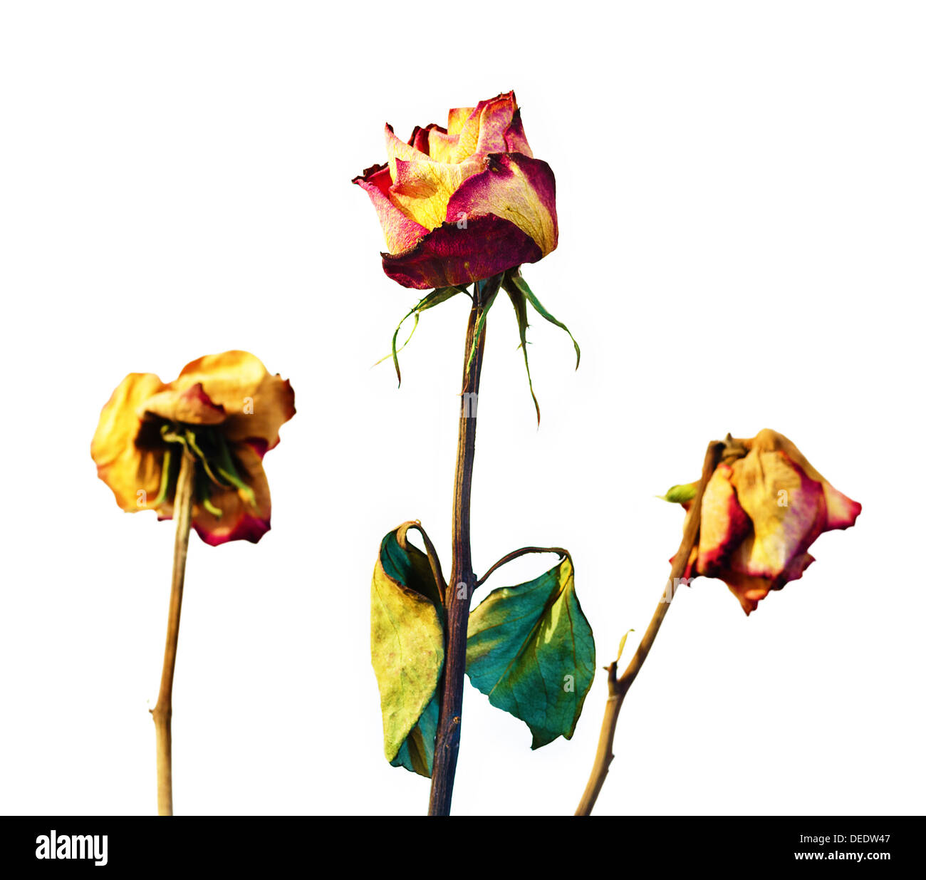 Three withered roses on a white background with vignetting Stock Photo
